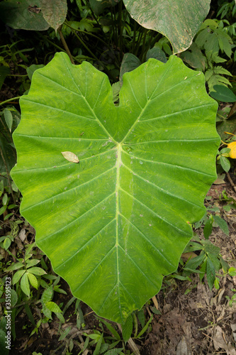 A huge heart-shaped leaf of the species Colocasia esculenta grows on the way to the famous Sewu Falls. photo