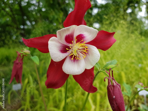 Aquilegia caerulea ,Georgia, Ranunculaceae family. photo