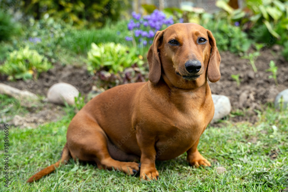 Brown dachshund dog of three years old is waiting for his owner on green field with flower background. Cute dog.