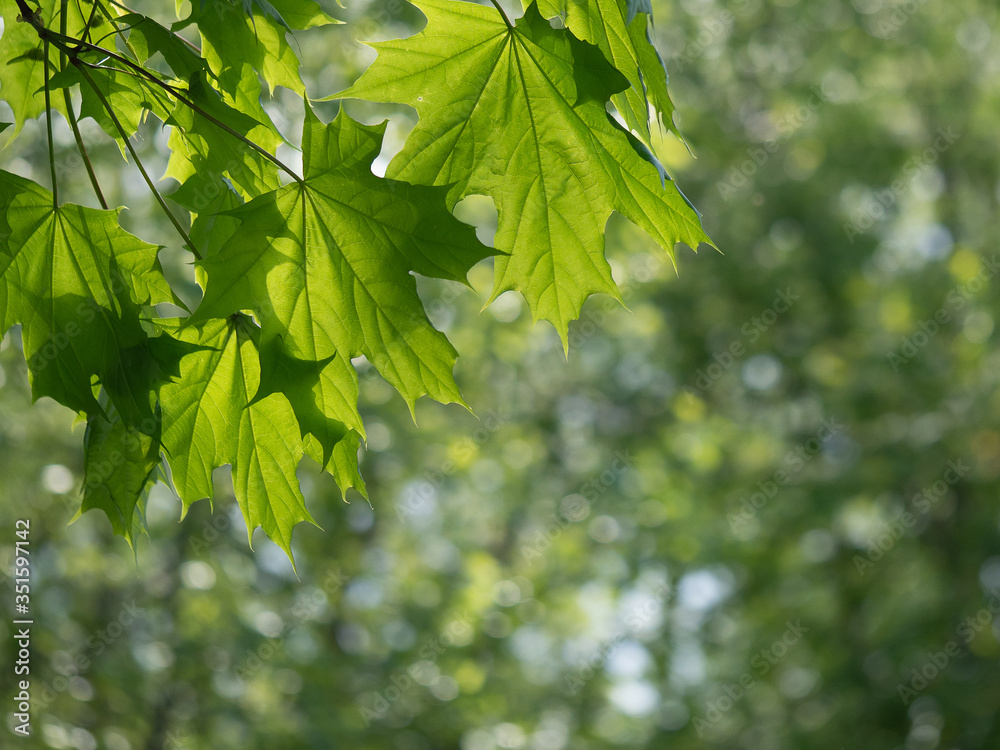 Green Maple leaves in the Sunshine close-up. Natural Background Green Maple leaves in the Sunshine close-up. Natural Background