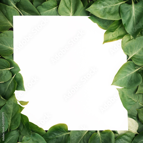 Creative layout composition frame of juicy green leaves with beautiful texture with paper card note  macro. Flat lay. Nature concept  copy space.