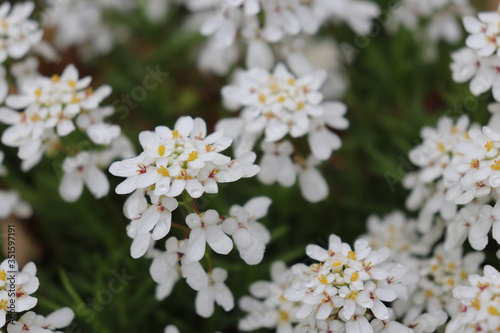 Rain water forming droplets on white candytuft flowers