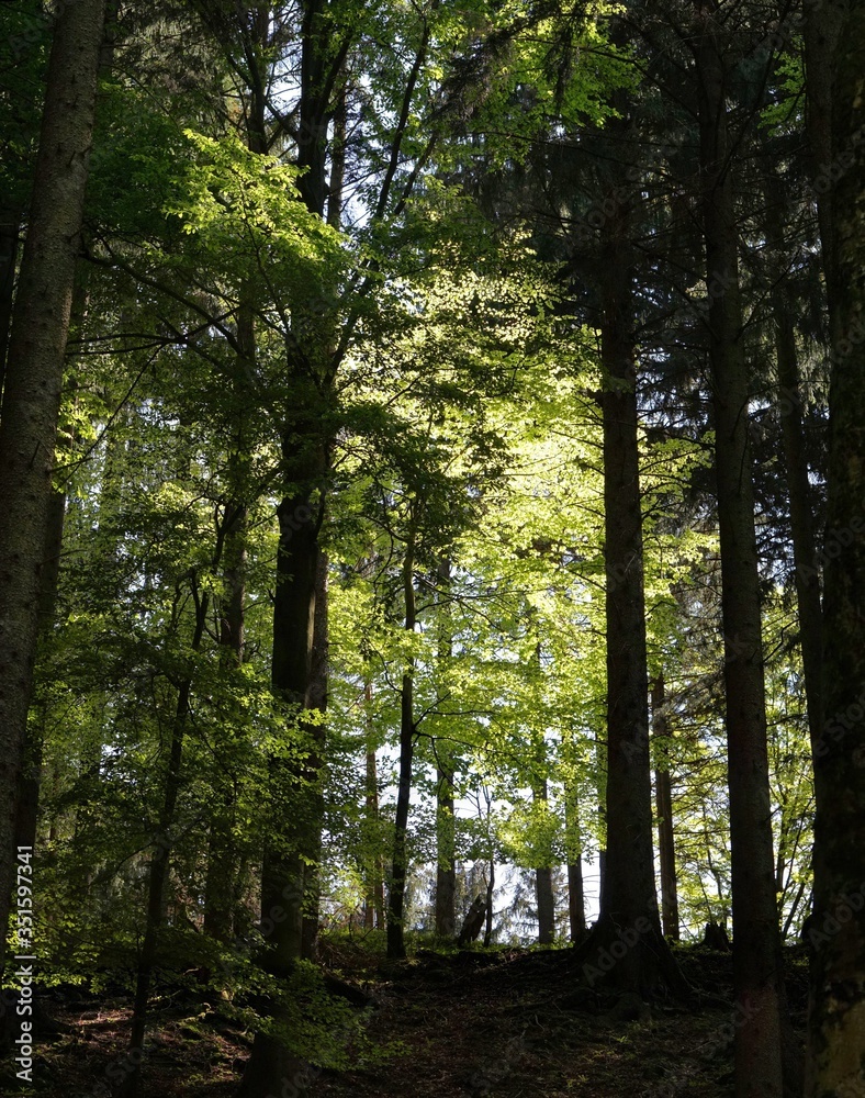 Fototapeta premium Schöner Bergwald um Aschau