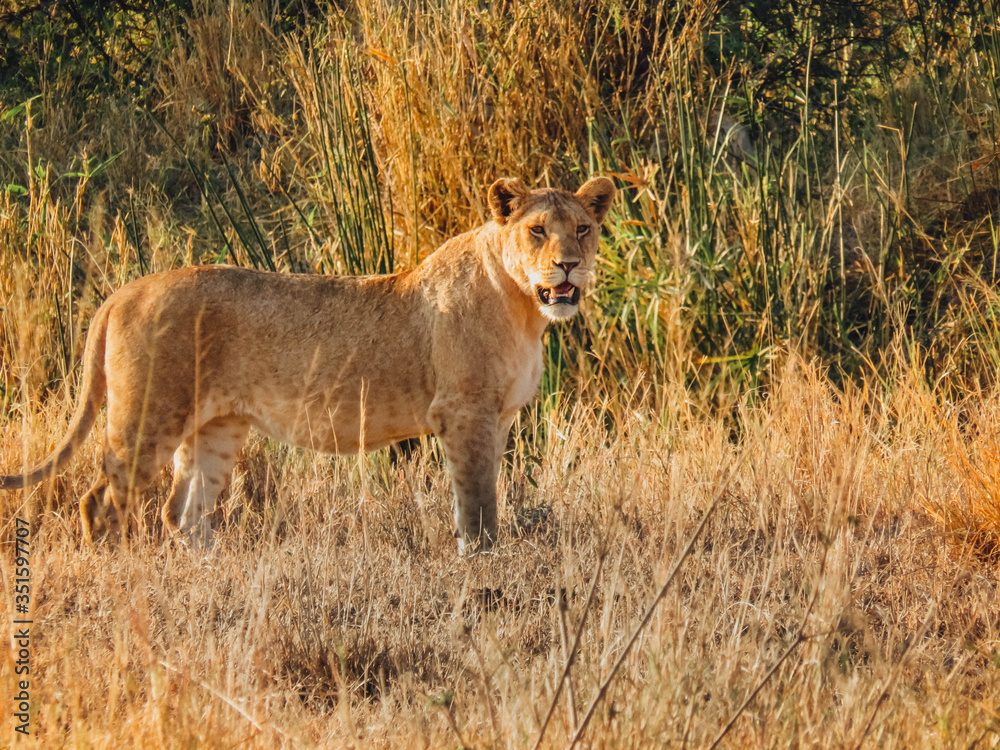 Lions en chasse Safari Serengeti Tanzanie Lions en chasse Safari Serengeti Tanzanie