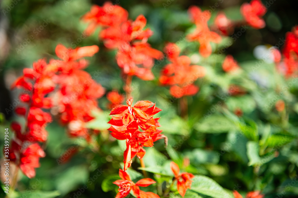 Red salvia flower blooming glade, top view background Red salvia flower blooming glade, top view background
