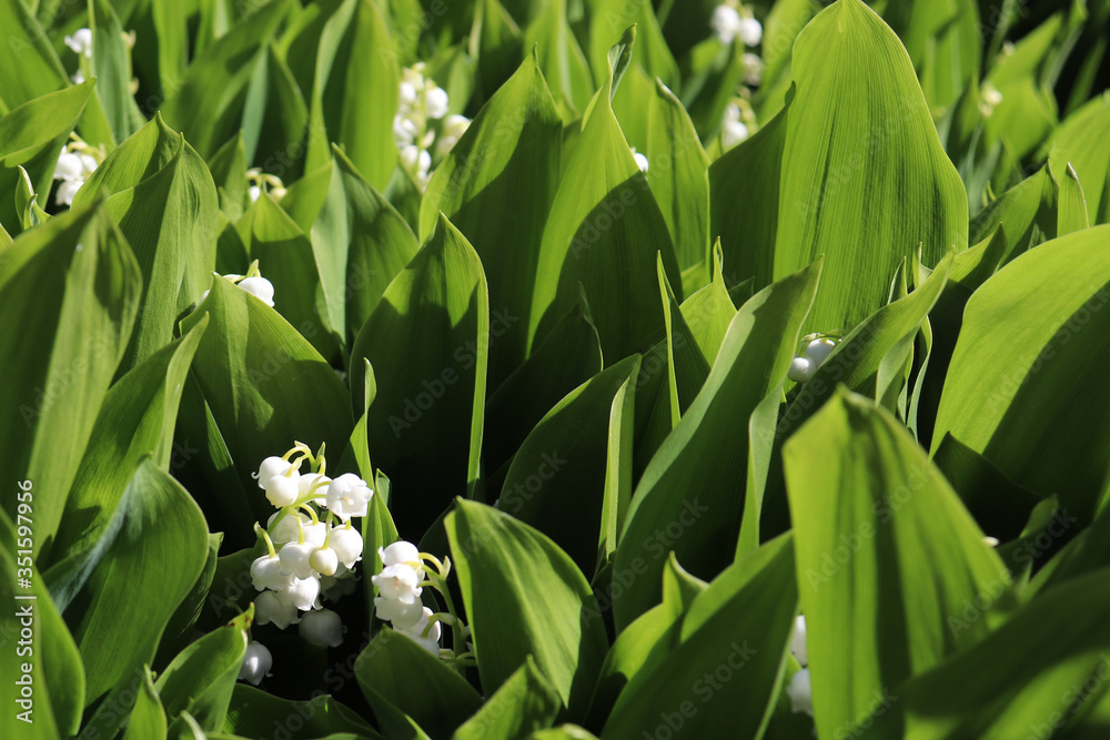 Obraz premium Closeup of sunlit green leaves and white, bell-shaped flowers of lilies of the valley