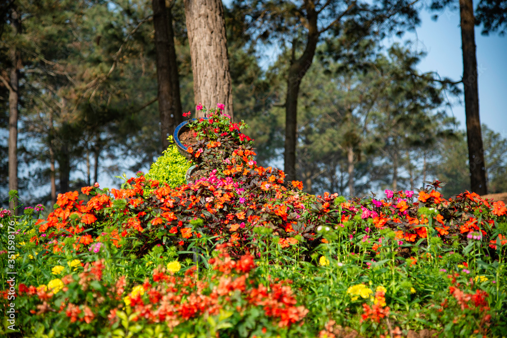 Beautiful flowers (Catharantus roseus and red zinnia) Beautiful flowers (Catharantus roseus and red zinnia)