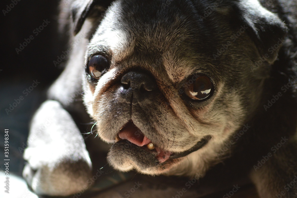 Perro negro raza carlino con lengua fuera Stock Photo Adobe Stock