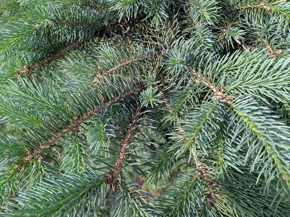 photo background green tree needles photo background green tree needles