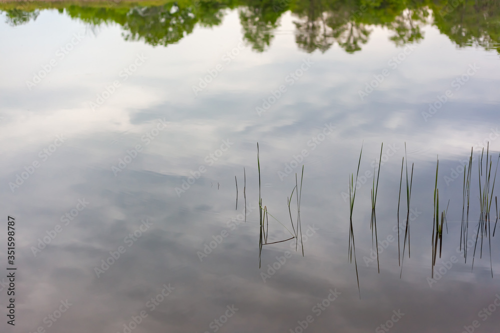 Young reeds in the reflection of the river