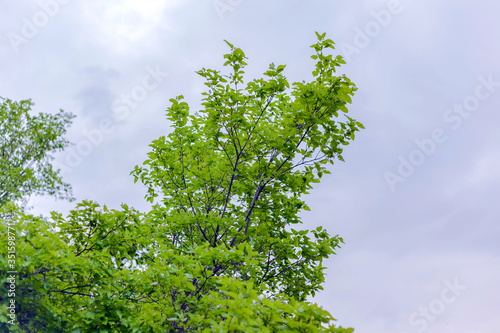 Spring tree crowns on a background of cloudy sky  background  texture