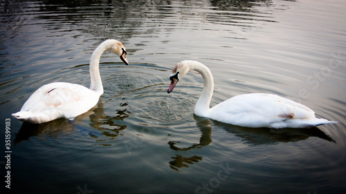 Swans