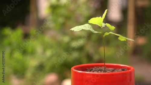 4k small planted oak tree in red pot moving in the wind Germinating oak. photo