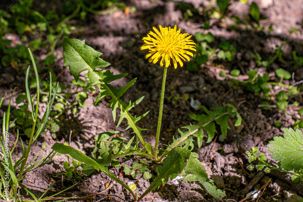 One yellow dandelion flower springtime One yellow dandelion flower springtime