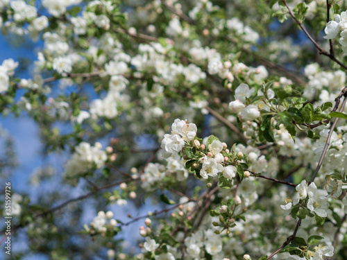 Blooming apple tree on a background of blue sky