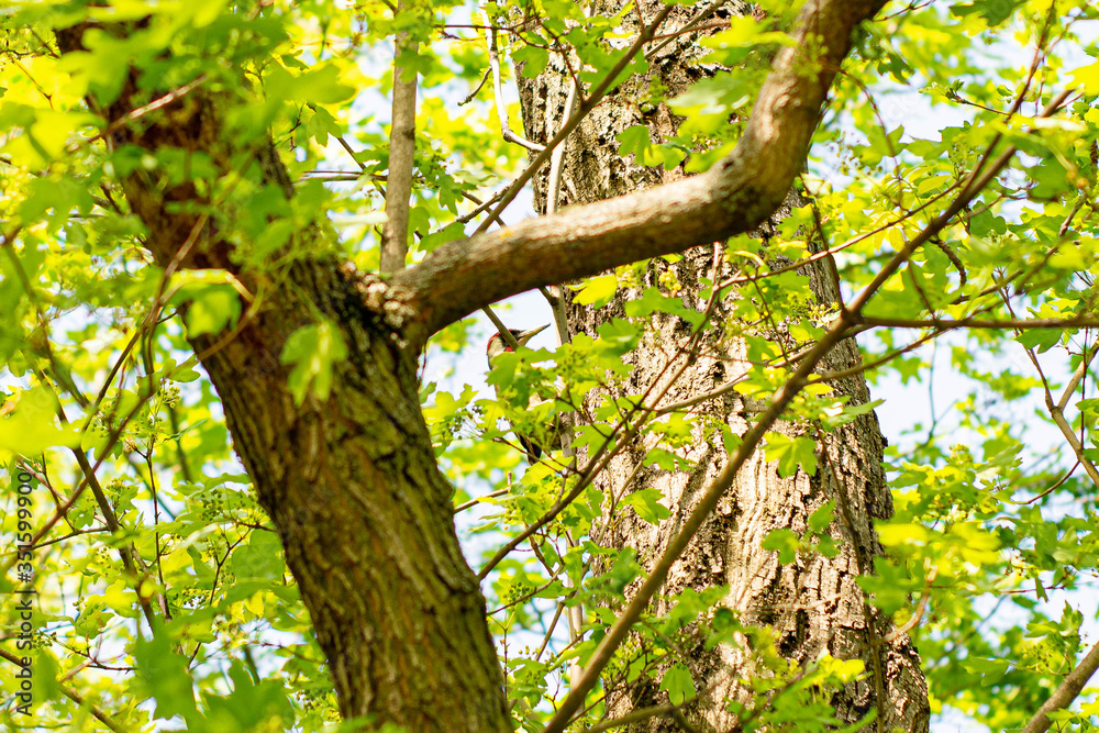Woodpecker among tree branches in summer nature