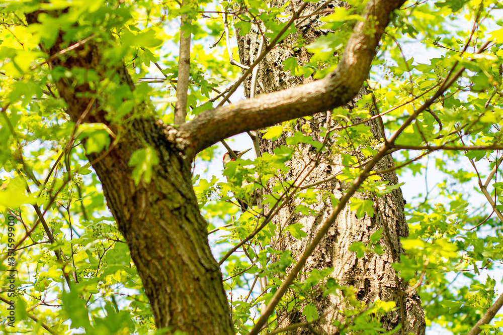 Woodpecker among tree branches in summer nature Woodpecker among tree branches in summer nature