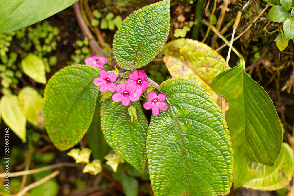 Small beautiful pink flowers with young green leaves