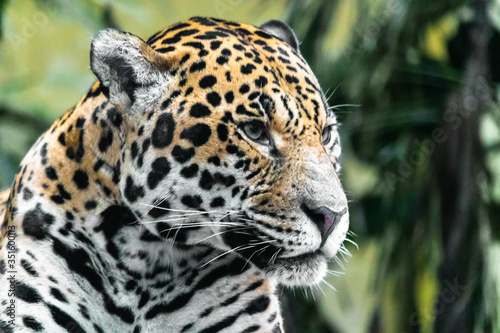 jaguar in zoo © Tim