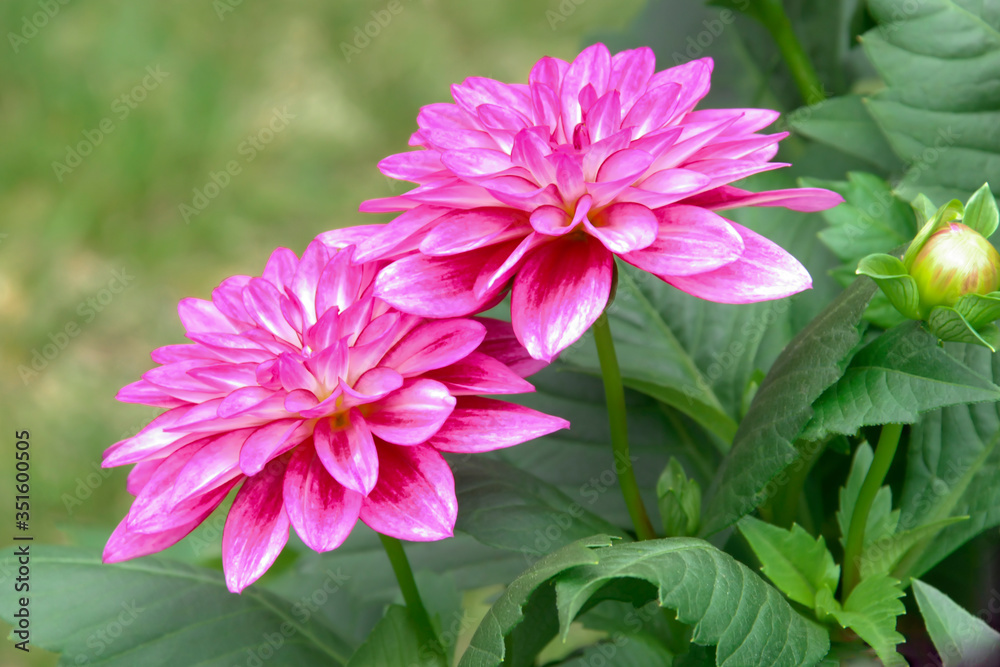 Pink dahlia flowers blooming in a spring garden. Springtime flower Pink dahlia flowers blooming in a spring garden. Springtime flower