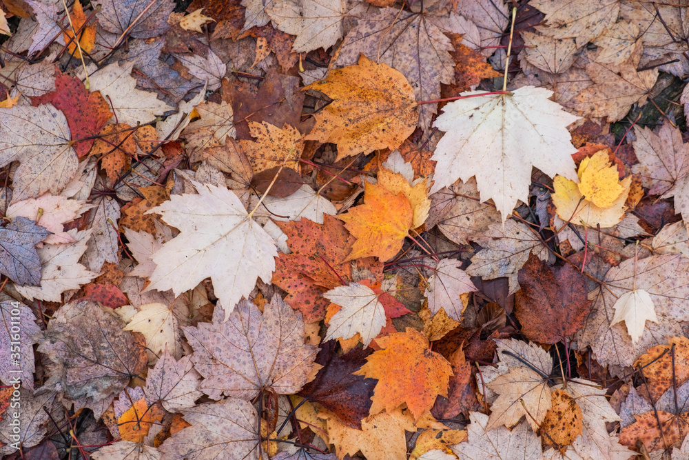 A carpet of freshly fallen leaves in a UK woodland in autumn