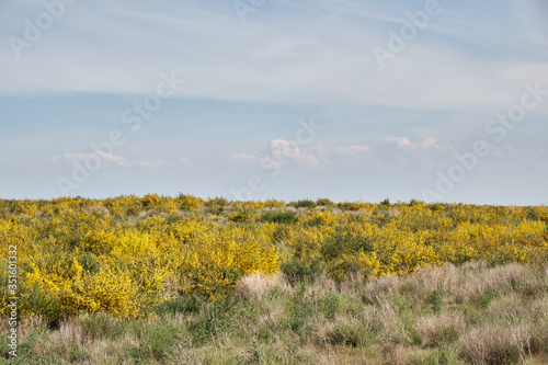 Heide Landschaft mit gelben Blumen