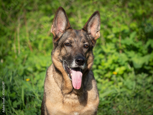 German shepherd portrait on a natural background