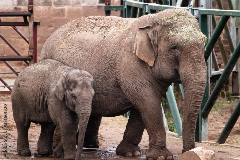 Naklejka premium elephant in zoo