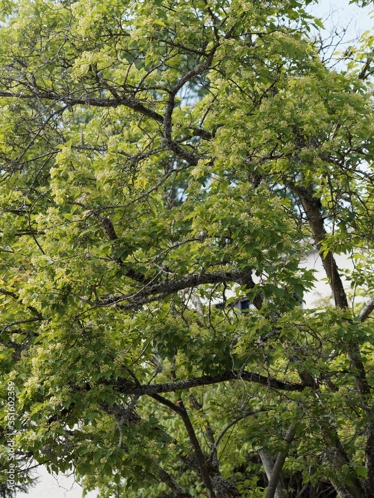 Fototapeta premium (Acer tartaricum) Érable de Tartarie ou érable du fleuve Amour au feuillage dense, garni de panicules de fleurs blanc et jaune-crème au printemps