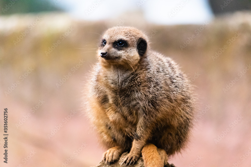 Fototapeta premium meerkat on guard