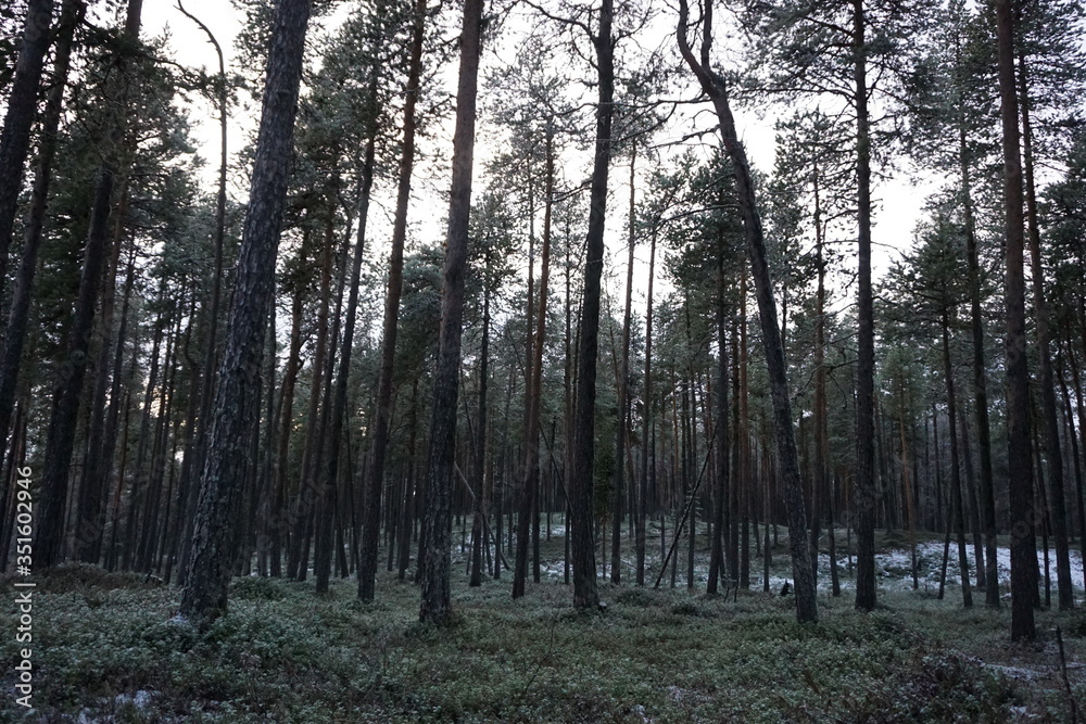 Fototapeta premium morning in the forest