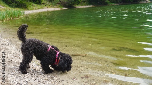 Fototapeta Naklejka Na Ścianę i Meble -  Dog puddle in lake