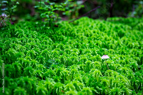 Mushroom with a brown hat on green moss in the wild forest. The mushroom grows in a green forest. Mushroom closeup. Mushrooms in the moss