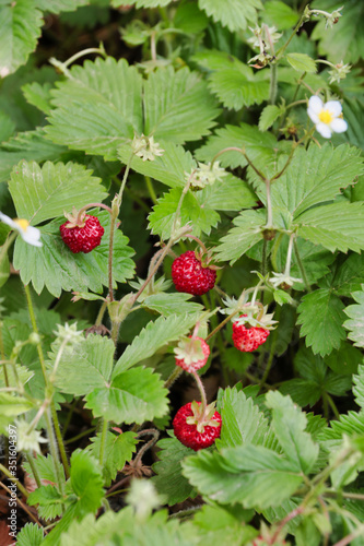 close up of wild strawberries in nature