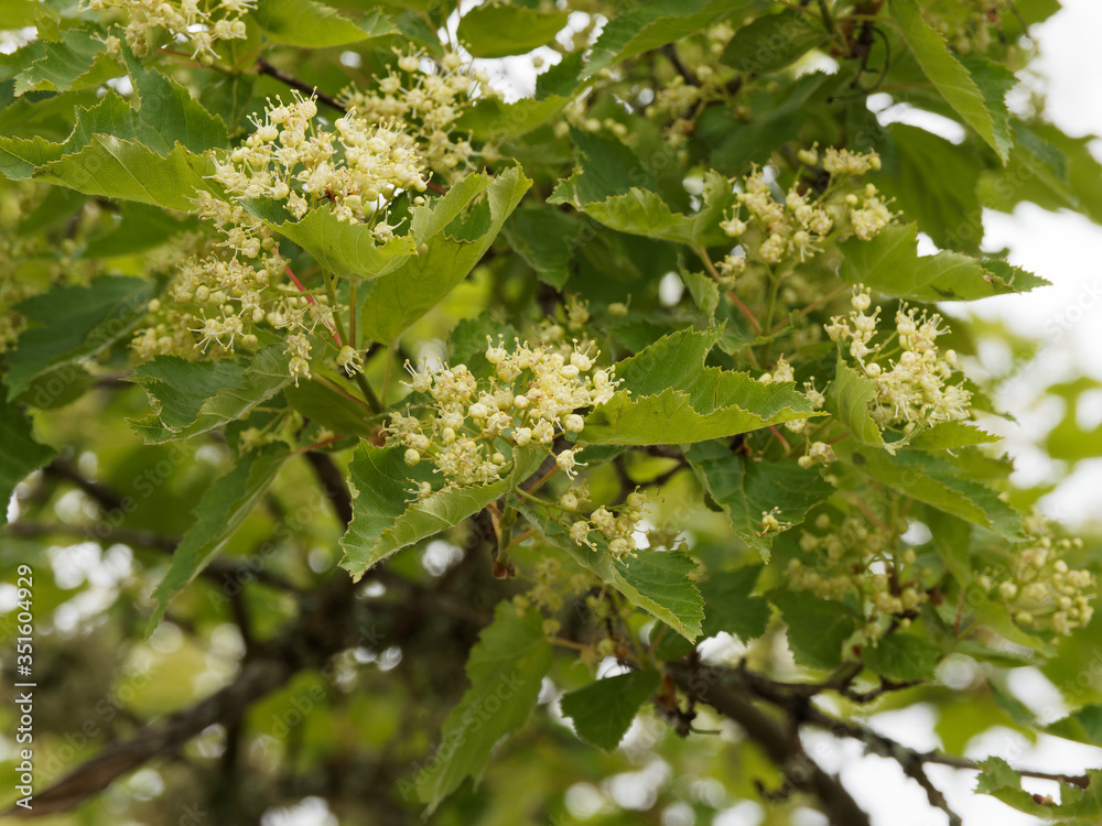 Acer tartaricum | Érable de Tartarie ou érable du fleuve Amour au feuillage trilobé vert brillant aux panicules dressées de petites fleurs jaune et blanc-crème parfumées Acer tartaricum | Érable de Tartarie ou érable du fleuve Amour au feuillage trilobé vert brillant aux panicules dressées de petites fleurs jaune et blanc-crème parfumées