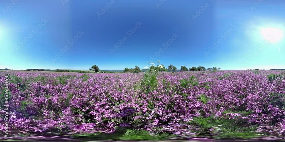 360VR, Feld mit blühenden Kuckucks-Lichtnelken, Silene flos-cuculi, Samenerzeugung, Naturschutz, Landwirtschaft, VR360 360VR, Feld mit blühenden Kuckucks-Lichtnelken, Silene flos-cuculi, Samenerzeugung, Naturschutz, Landwirtschaft, VR360