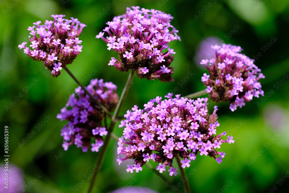 Kathmandu Nepal - Garden of Dreams blooming Verbena officinalis Kathmandu Nepal - Garden of Dreams blooming Verbena officinalis