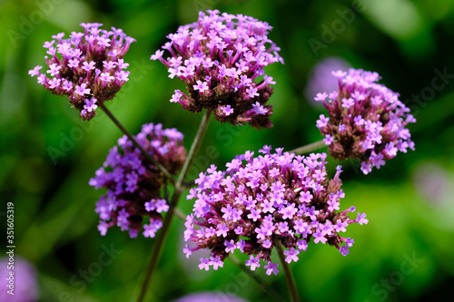 Fototapeta Naklejka Na Ścianę i Meble -  Kathmandu Nepal - Garden of Dreams blooming Verbena officinalis