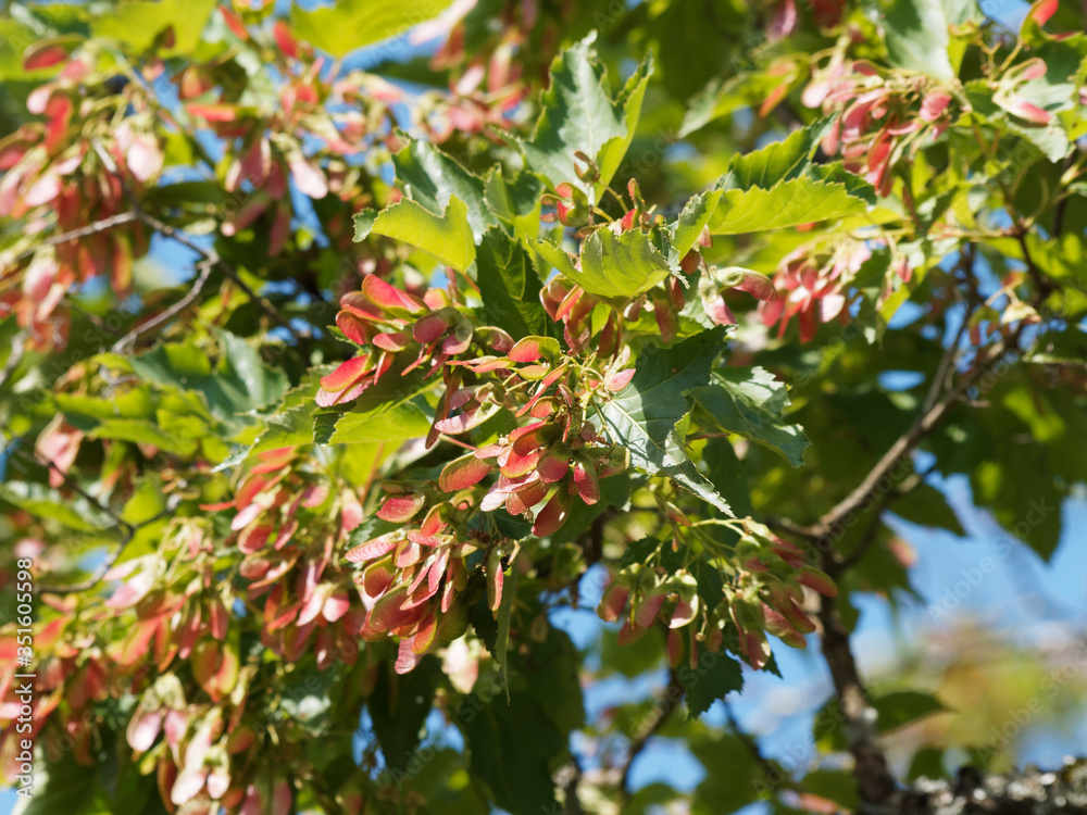 Acer tartaricum Érable de Tartarie ou érable du fleuve Amour au feuillage vert brillant