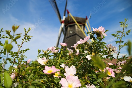 View over pink flower heads of climbing rose (rosa setigera), blurred windmill background - Beesel, Netherlands, Molen de grauwe beer (focus on center) photo