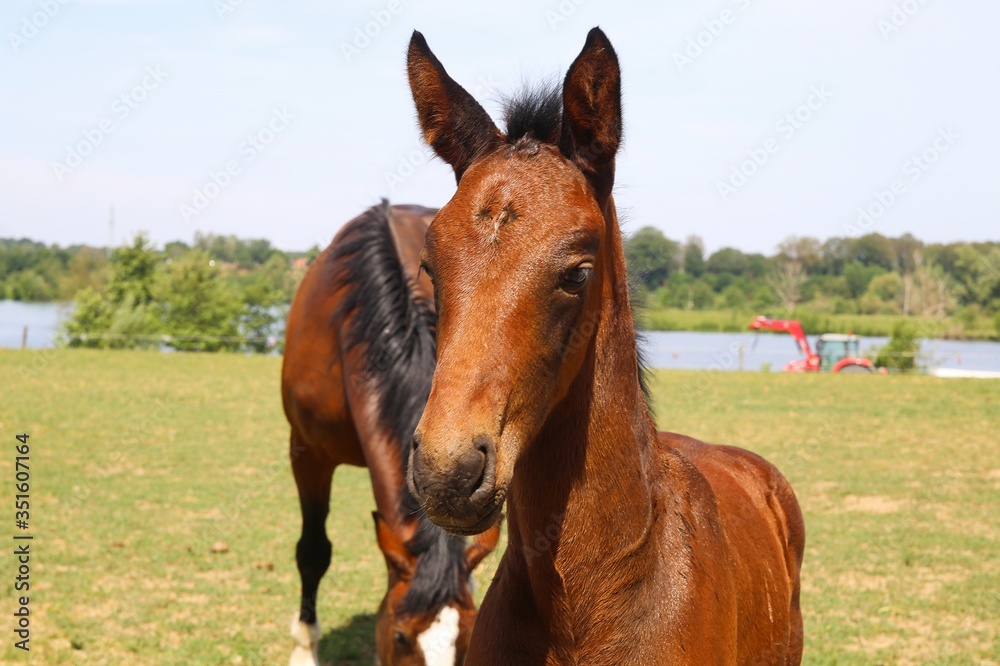 Close up portrait of brown hanoverian foal with mare mare on meadow, river background - Netherlands Close up portrait of brown hanoverian foal with mare mare on meadow, river background - Netherlands
