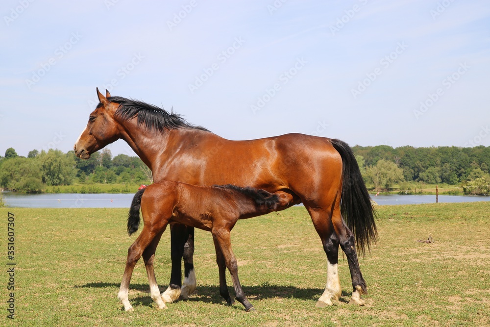 View on brown hanoverian foal sucking milk from mare on meadow, river background - Netherlands View on brown hanoverian foal sucking milk from mare on meadow, river background - Netherlands