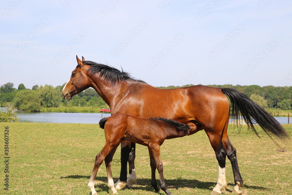 Obraz premium View on brown hanoverian foal sucking milk from mare on meadow, river background - Netherlands
