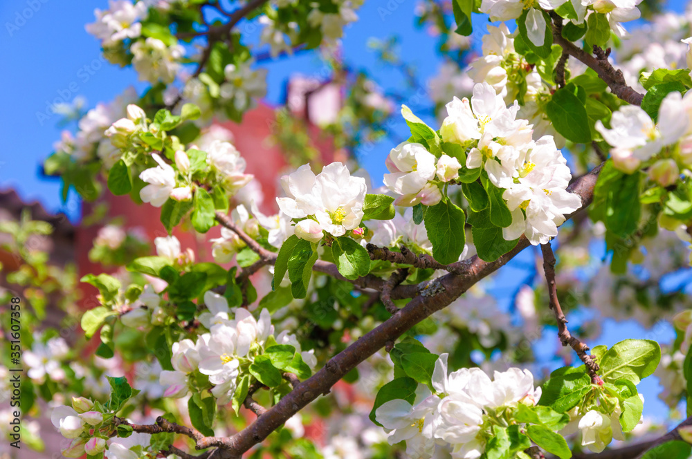 Spring blossom: branch of a blossoming apple tree on garden background