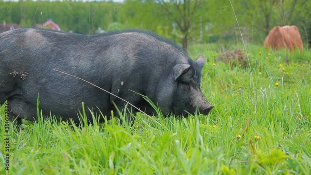 Big black pig eating on the green meadow Big black pig eating on the green meadow