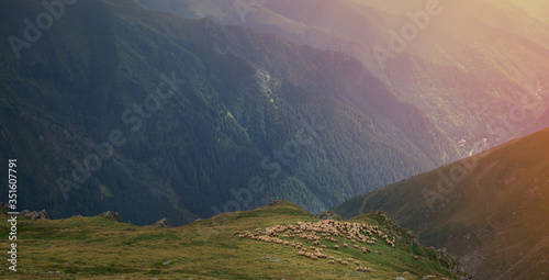 wide shot of grass land with grazing sheep Romania. mountain hill. concept of incomparable nature