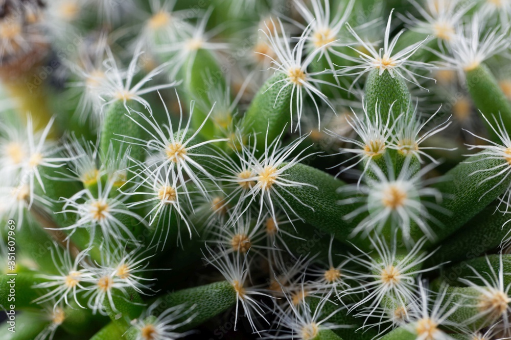 Leaves of the succulent plant Trichodiadema densum Leaves of the succulent plant Trichodiadema densum