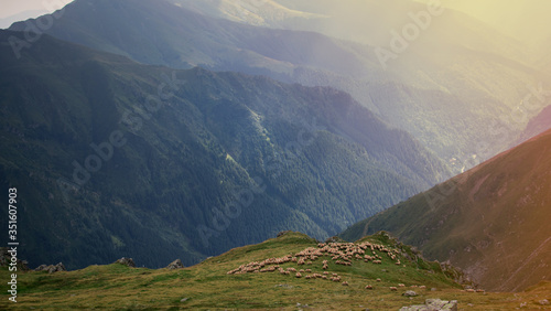 wide shot of grass land with grazing sheep Romania. mountain hill. concept of incomparable nature