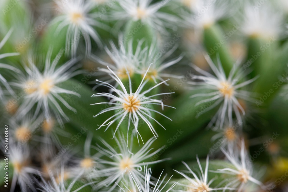 Leaves of the succulent plant Trichodiadema densum Leaves of the succulent plant Trichodiadema densum