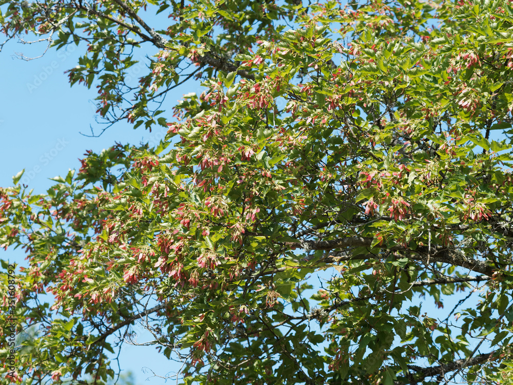 (Acer tartaricum) Érable de Tartarie ou érable du fleuve Amour, petit arbre au port évasé, cime arrondie, feuillage découpé vert brillant (Acer tartaricum) Érable de Tartarie ou érable du fleuve Amour, petit arbre au port évasé, cime arrondie, feuillage découpé vert brillant